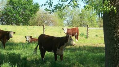 #localgem #localgem #localgem