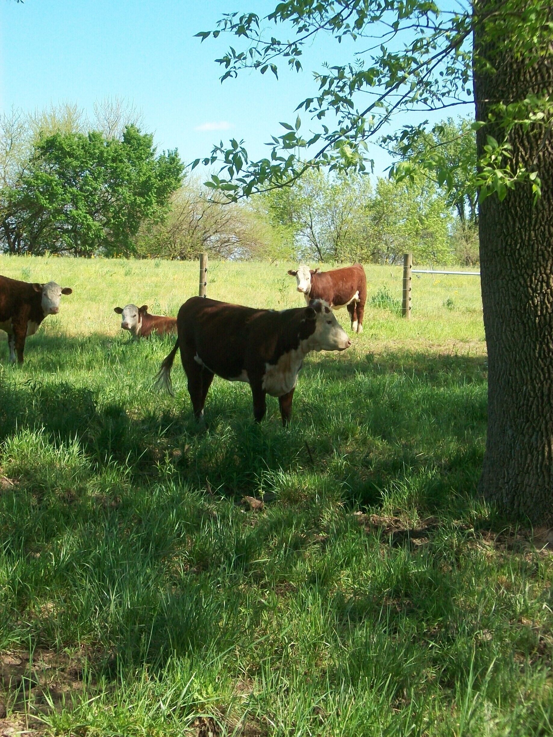 A grassy field with cows and trees.