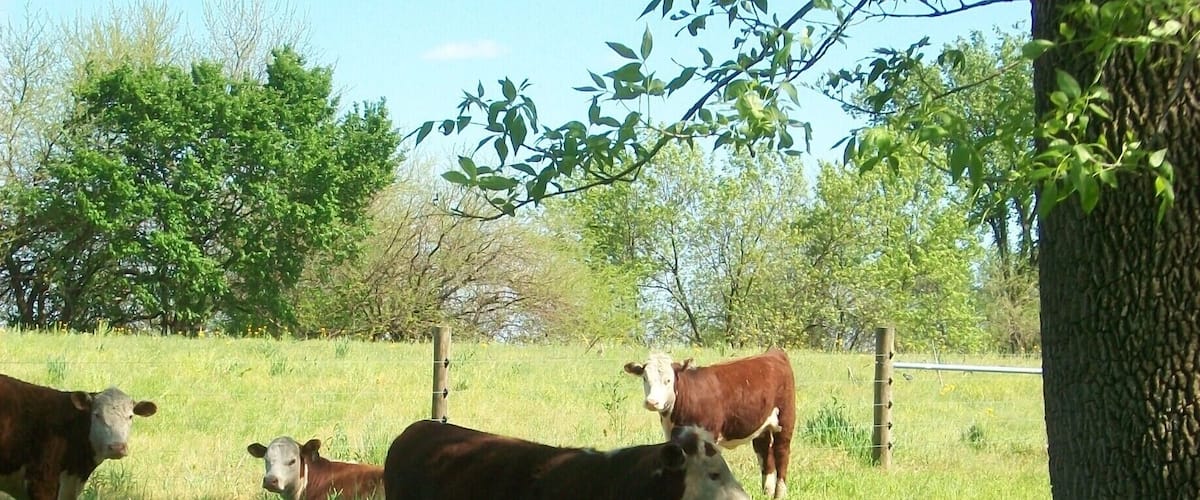 A grassy field with cows and trees.