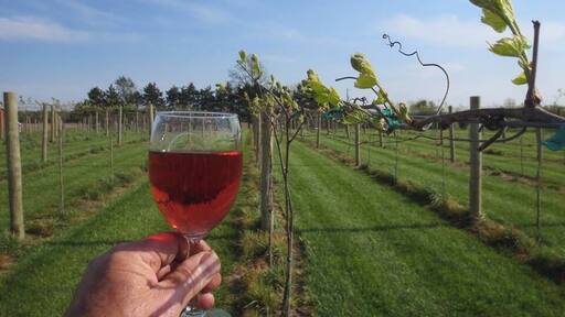 Alan and Brenda Lockhart planted a vineyard and started making wine in their kitchen about 10 years ago. After Alan started entering wine competitions and winning bronze, silver, gold and double gold awards, it became clear that he had talent; so they began making plans for a winery. Seven years later it came to fruition.
On May 23, 2016 Hartland Winery and Vineyard opened on three acres of land south of Ashley, Indiana. Their mission is to produce "small batches and handcrafted" wines to bring you a unique and pleasing, wider variety of wines that are at their peak of flavor and freshness.