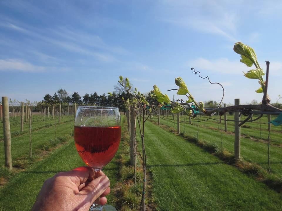 A vineyard with rows of grapevines and a glass of red wine.