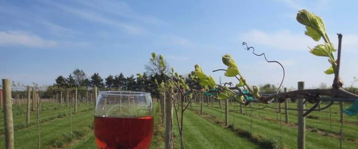 A vineyard with rows of grapevines and a glass of red wine.