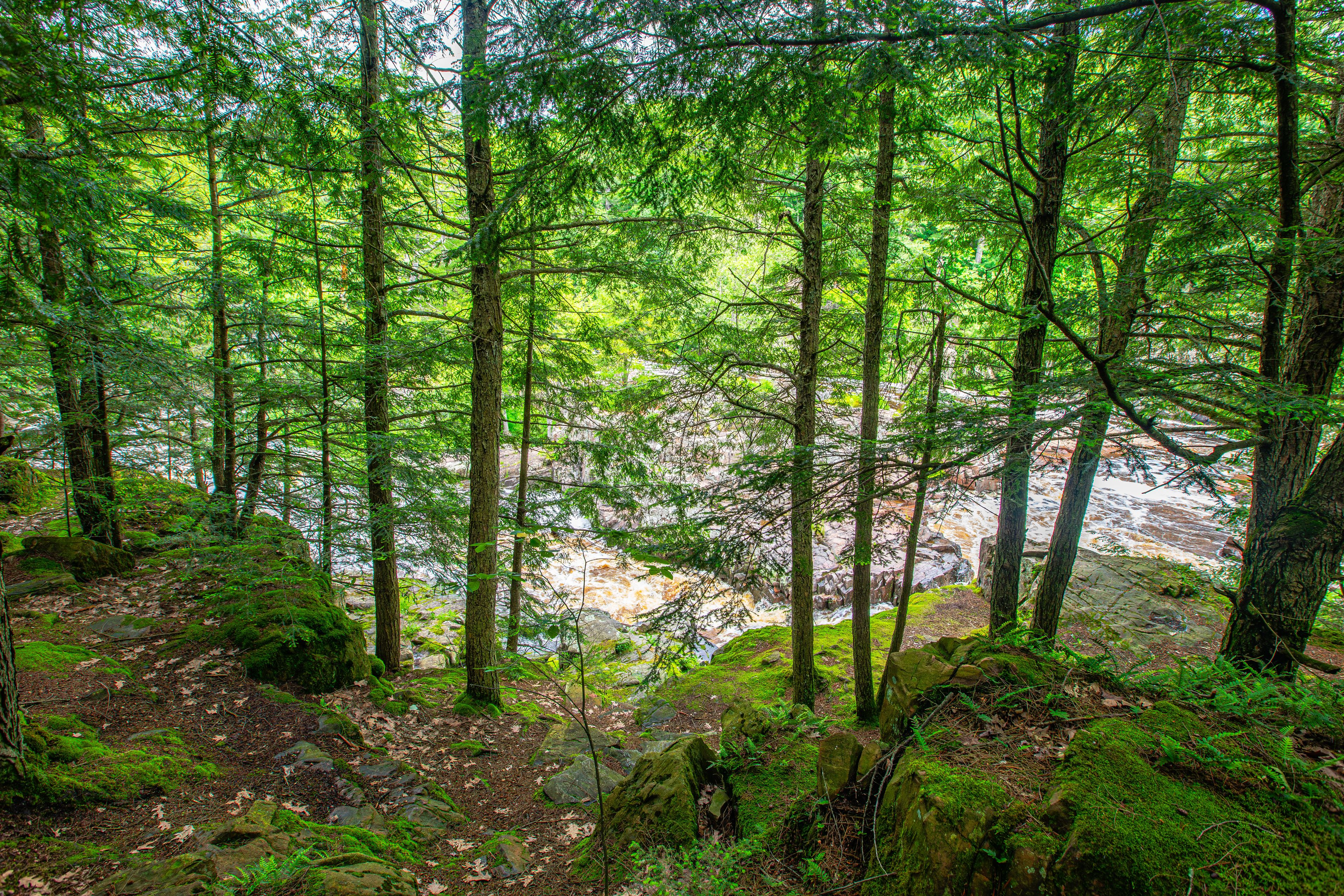 A dense forest with tall trees and a rocky stream.