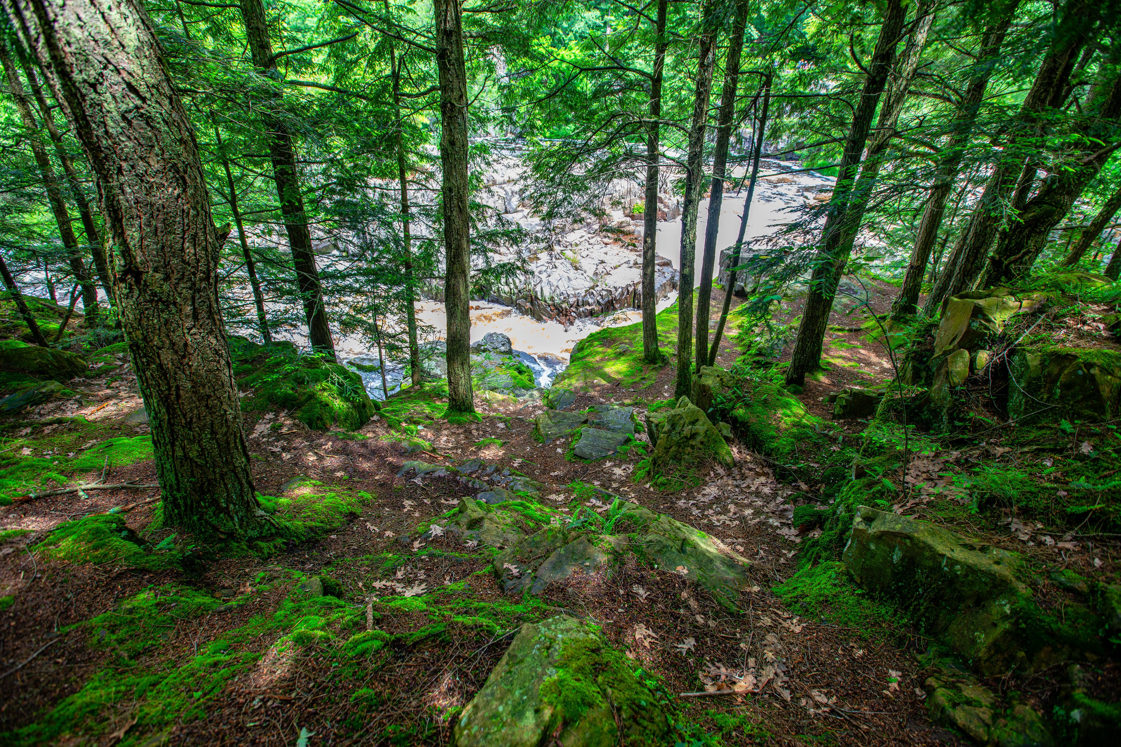 A dense forest with a river flowing through it.