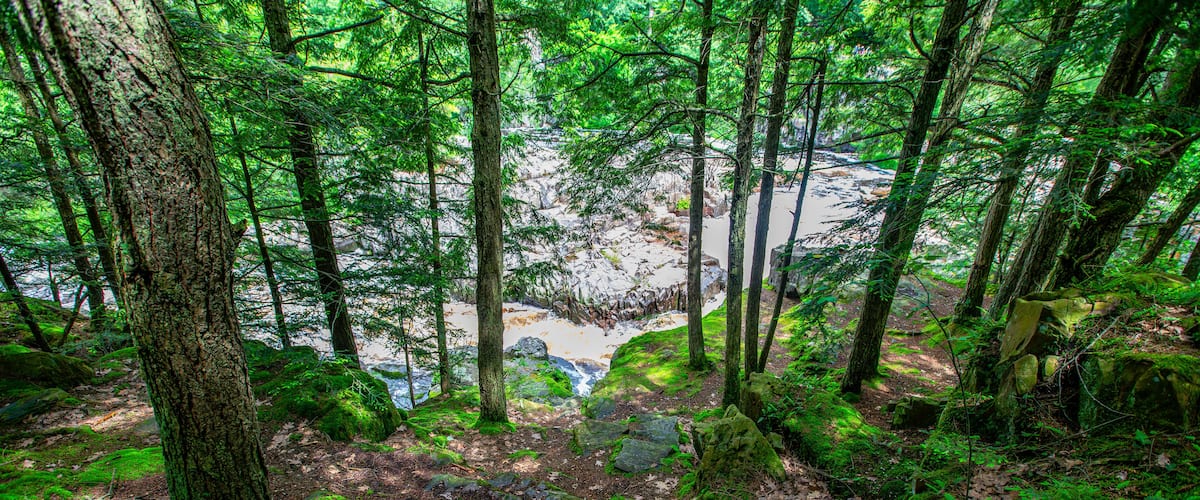 A dense forest with a river flowing through it.