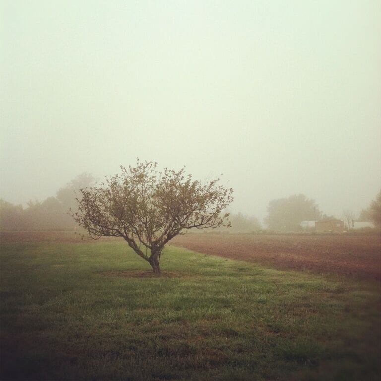 Orchard in the #fog
