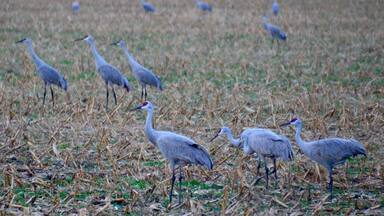 Over 7,000 cranes in the fields at the Jasper. Pulaski Forrest. Beautiful site and a bit noisy.