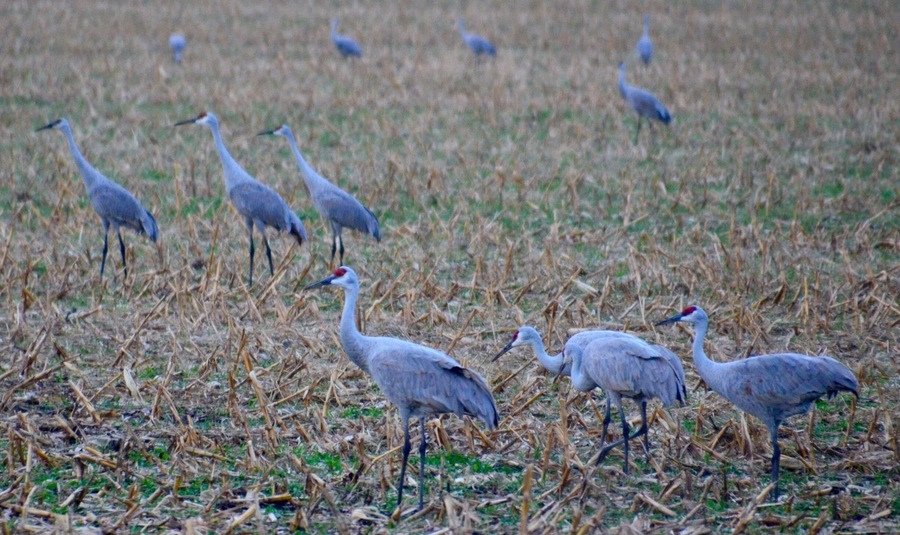 Over 7,000 cranes in the fields at the Jasper. Pulaski Forrest. Beautiful site and a bit noisy.
