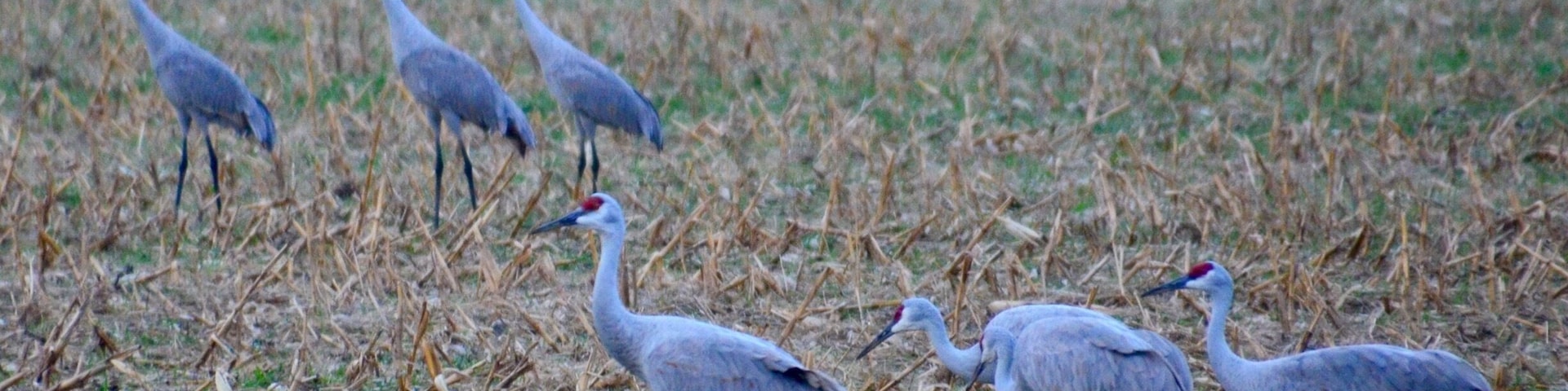 Over 7,000 cranes in the fields at the Jasper. Pulaski Forrest. Beautiful site and a bit noisy.