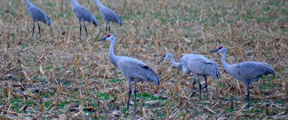 A group of birds in a field with dry grass.