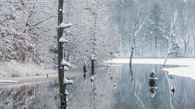 Landscape of snow flocked trees on the shoreline of Hall Lake with mirrored reflections in calm water, Yankee Springs State Park, Michigan, USA