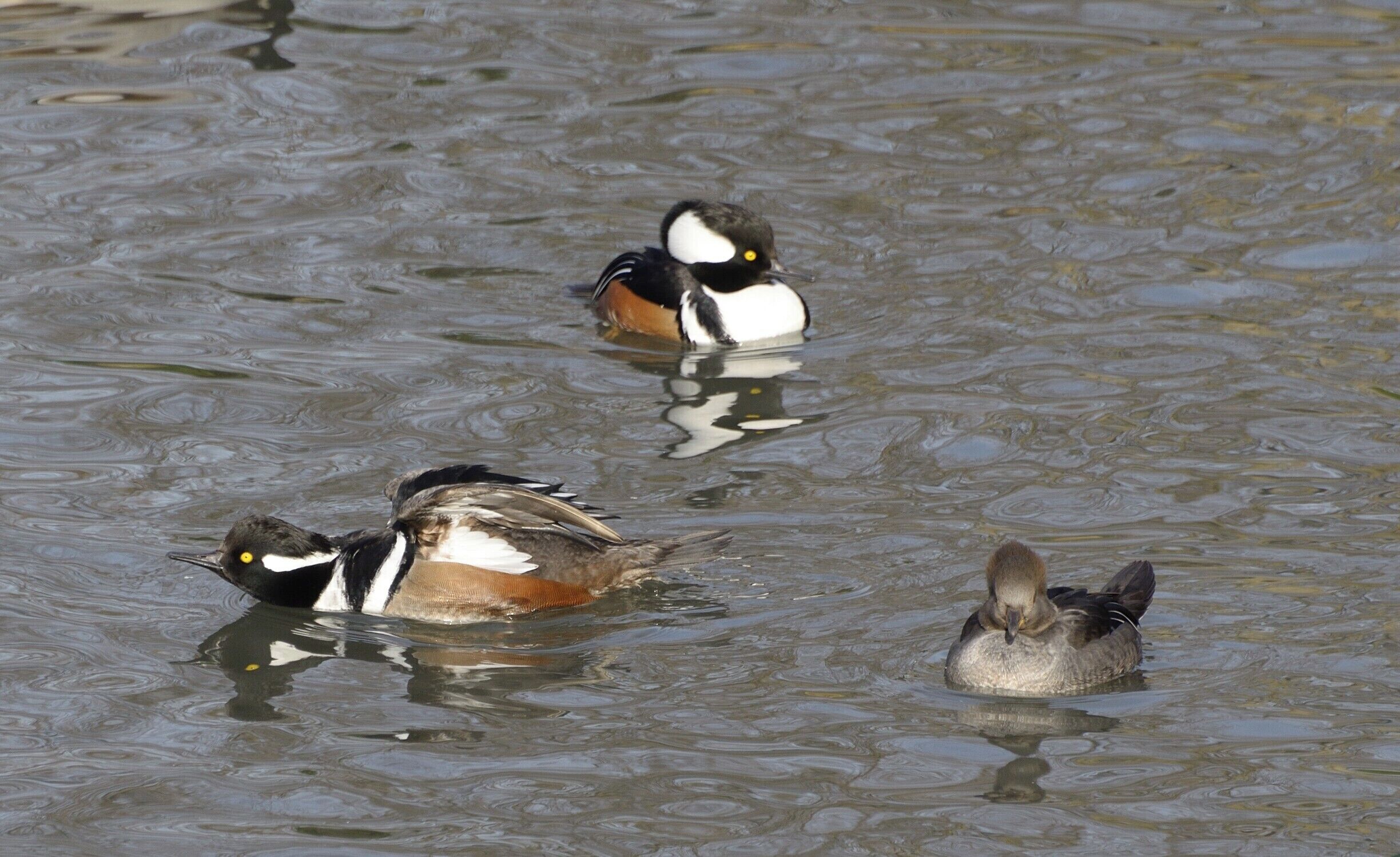 A small group og hooded mergansers including 2 males and 1 female. The male on the left does not look very happy about something. 
