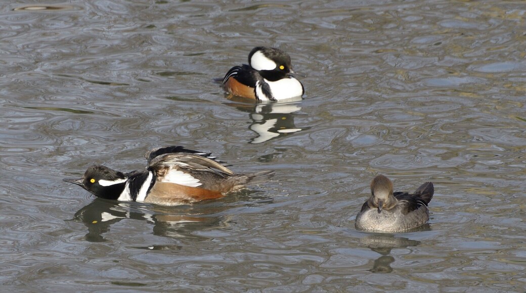 A small group og hooded mergansers including 2 males and 1 female. The male on the left does not look very happy about something.