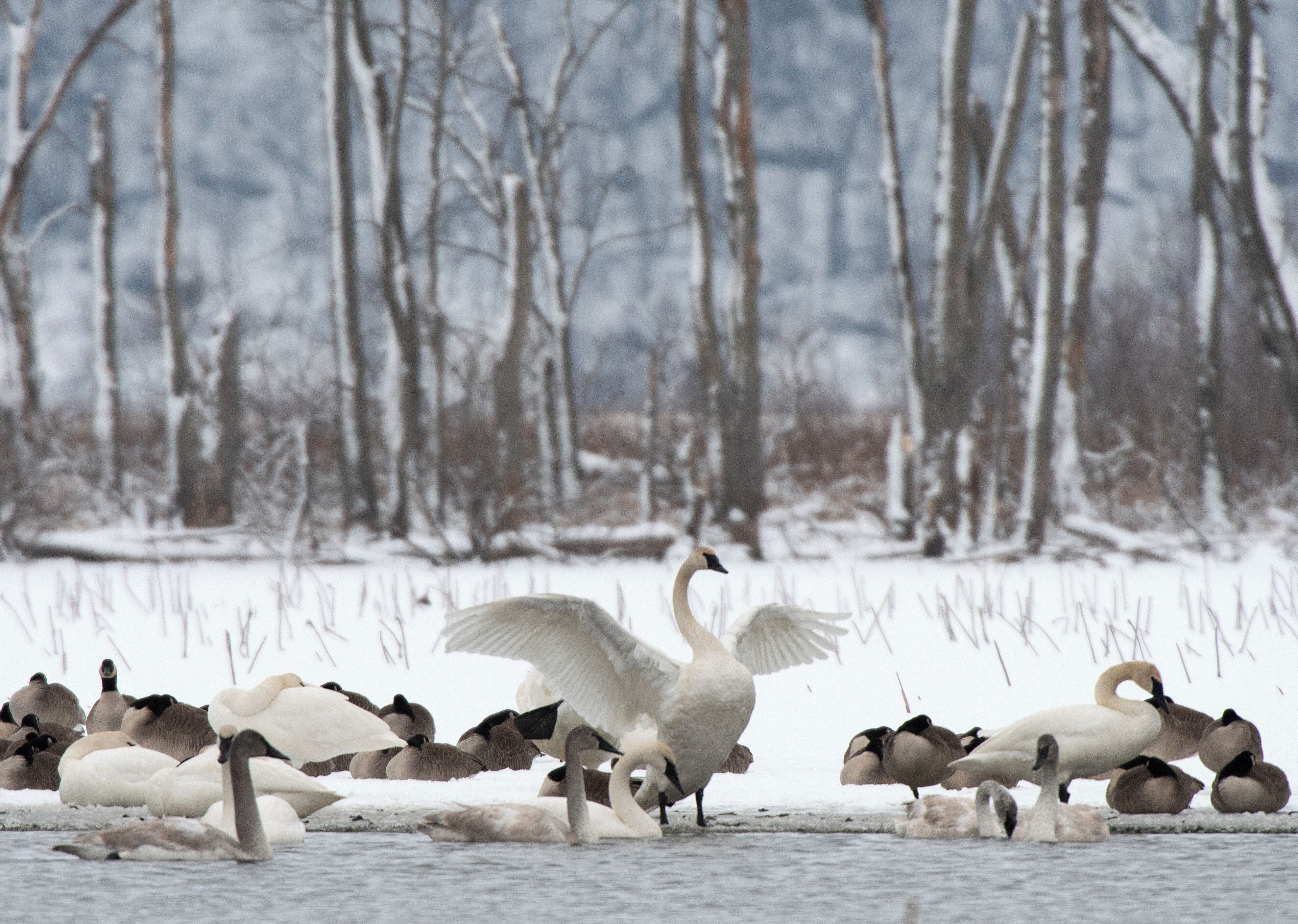 Green Island is my favorite birding spot. The best part is that I have the place to myself every time I am there. You never know what you are going to see.