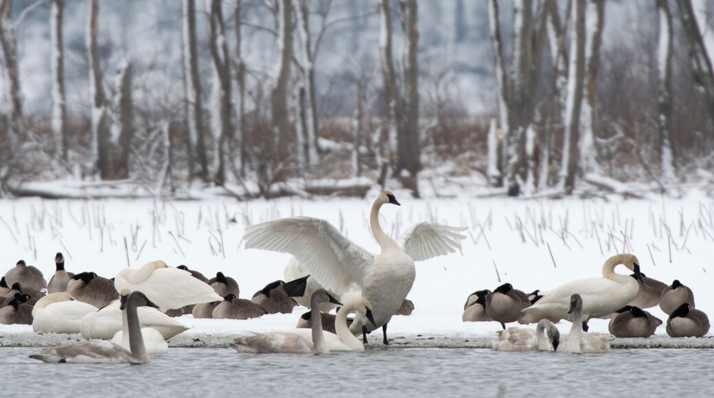 Green Island is my favorite birding spot. The best part is that I have the place to myself every time I am there. You never know what you are going to see.