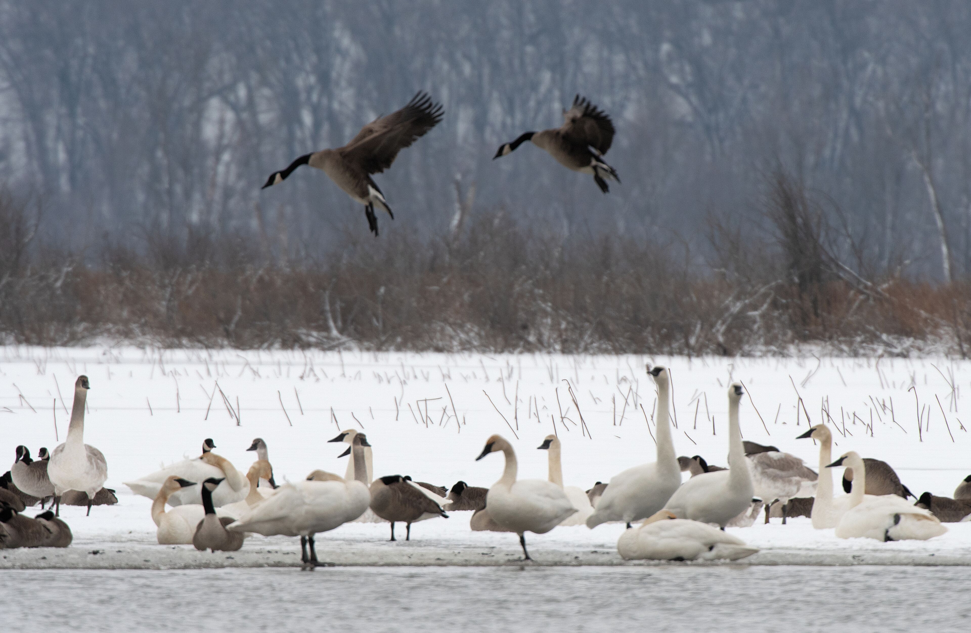 A flock of geese on a snowy field with a forest in the background.