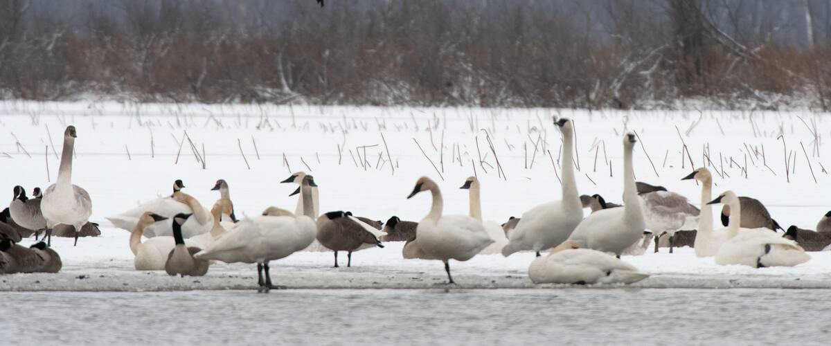 A flock of geese on a snowy field with a forest in the background.