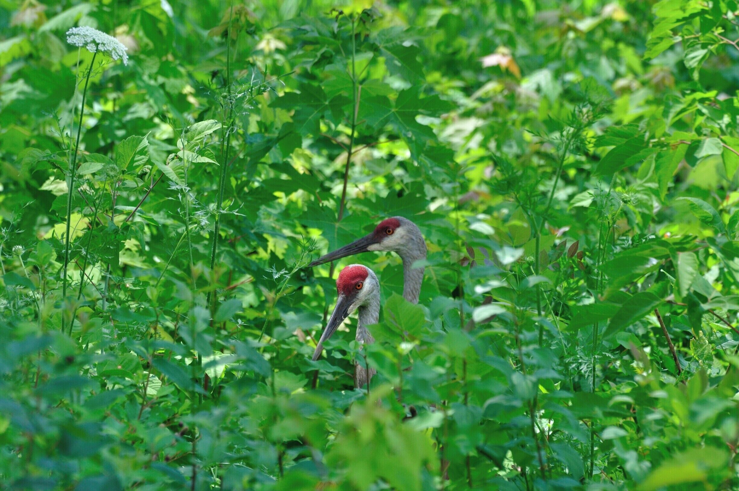 A pair of sandhill cranes in the middle of nowhere. I could tell they were there by the call but they stayed firmly put until I got close. I learned a vcaluable lesson after this shot. Use tick spray in the woods. I had  so many ticks on me that I had to get the oral antibiotic to ward off lyme disease.