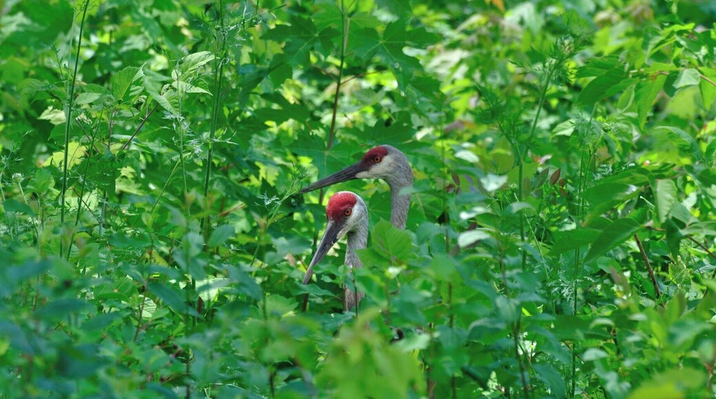 A pair of sandhill cranes in the middle of nowhere. I could tell they were there by the call but they stayed firmly put until I got close. I learned a vcaluable lesson after this shot. Use tick spray in the woods. I had so many ticks on me that I had to get the oral antibiotic to ward off lyme disease.