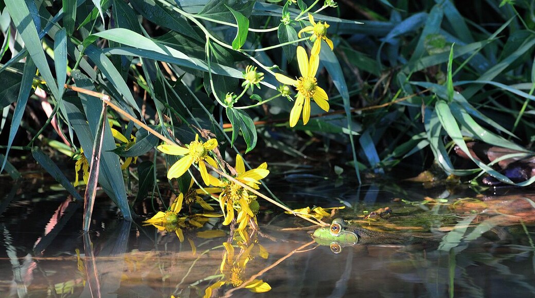 A large bullfrog sitting in a creek with the sun shining in his eyes. I really like the reflection of the flowers and the frogs eyes in the water.