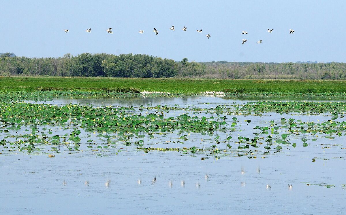 A magnet for migrating American White Pelicans this wetland in Spring and Fall is full of birds. I missed several opportunities to get the reflection so on this flight I focused on the reflection and not the actual birds. 