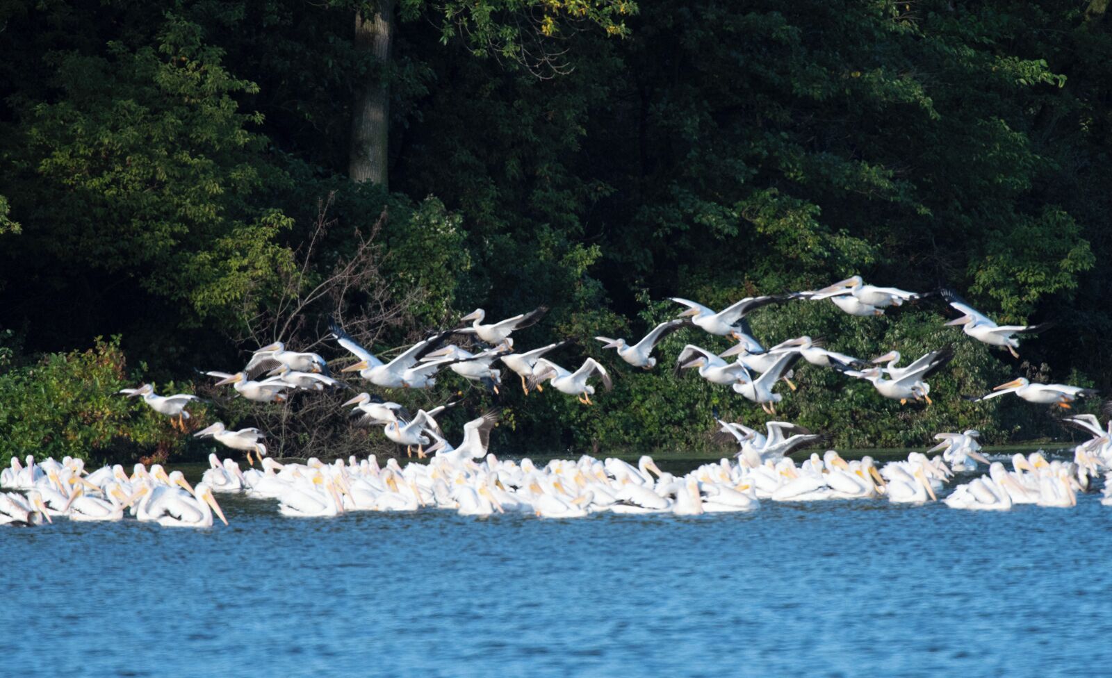 Hundreds of white pelicans in a large squadron migrating through the backwaters of the Mississippi River. I was using a large 600 mm lens so I was only able to get a fraction of the pelicans in the picture. 