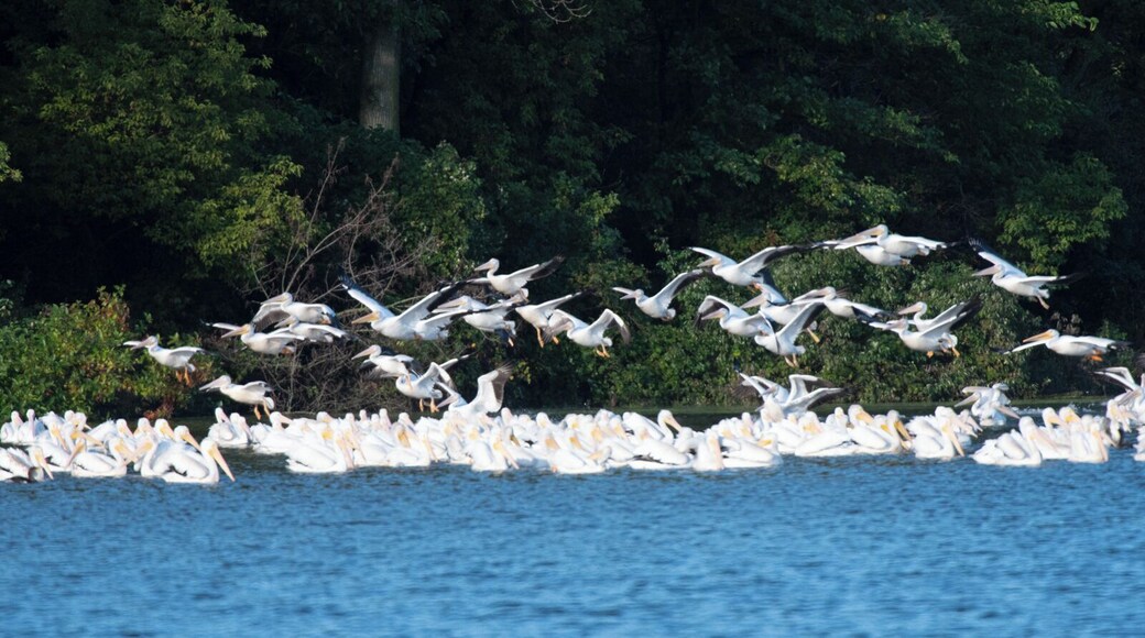Hundreds of white pelicans in a large squadron migrating through the backwaters of the Mississippi River. I was using a large 600 mm lens so I was only able to get a fraction of the pelicans in the picture.