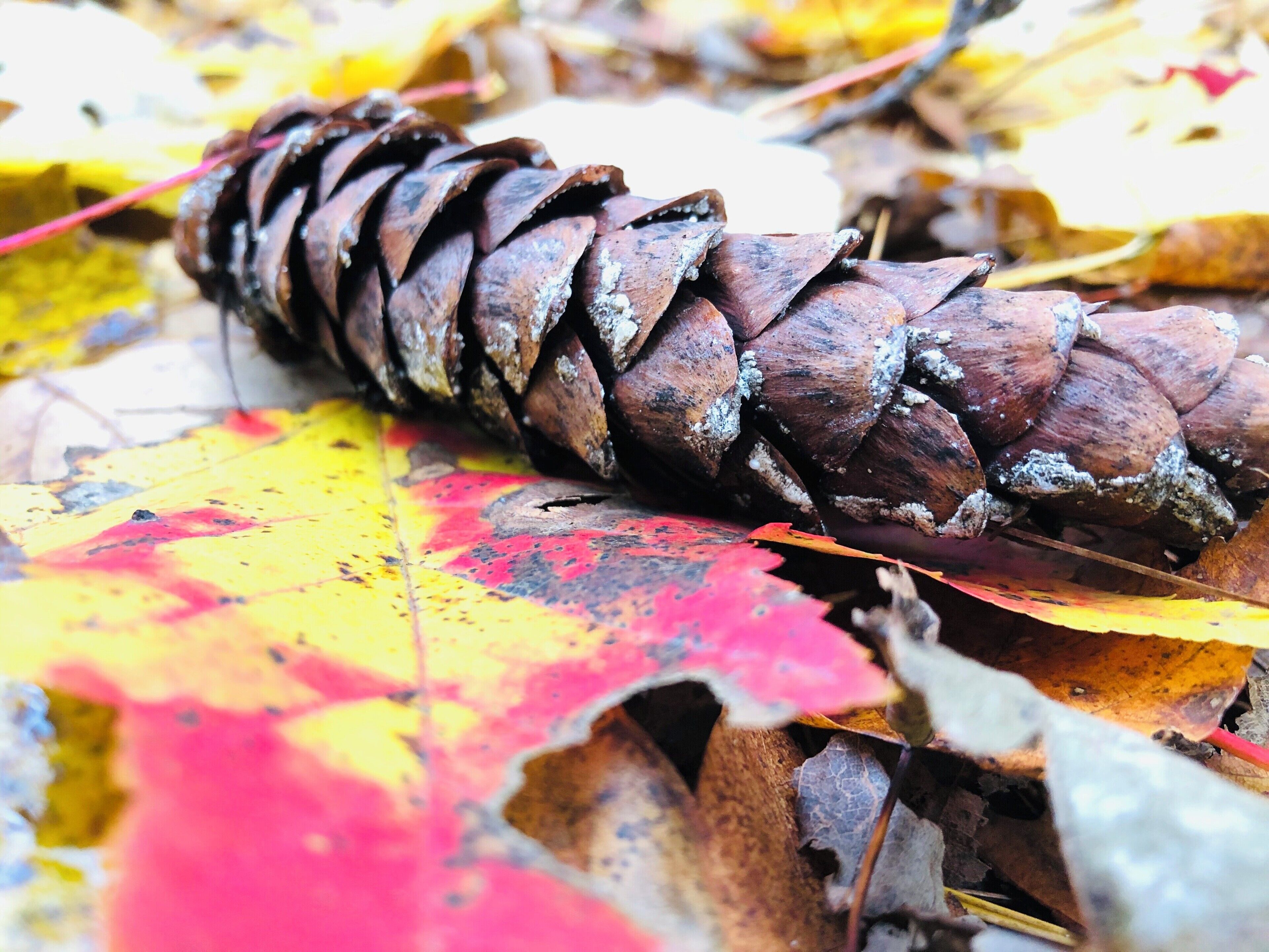 What a beautiful blanket to lay down on.