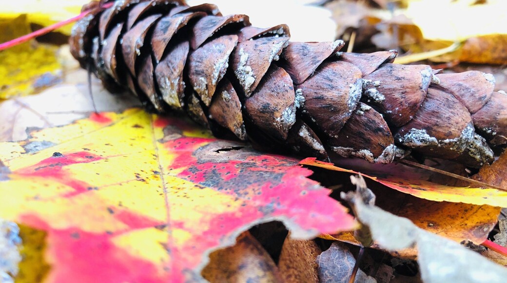 What a beautiful blanket to lay down on.