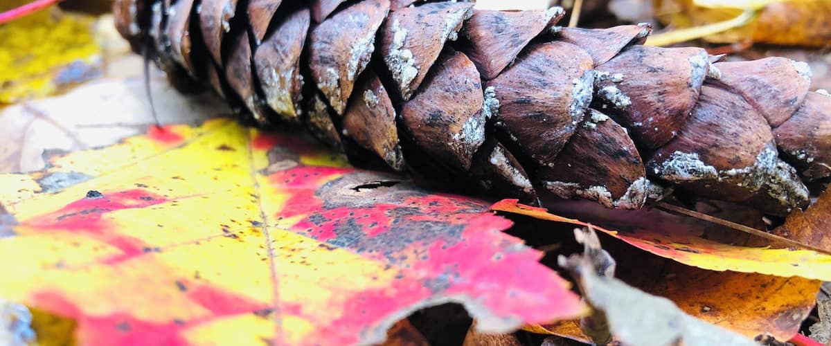 A pine cone on a bed of autumn leaves.