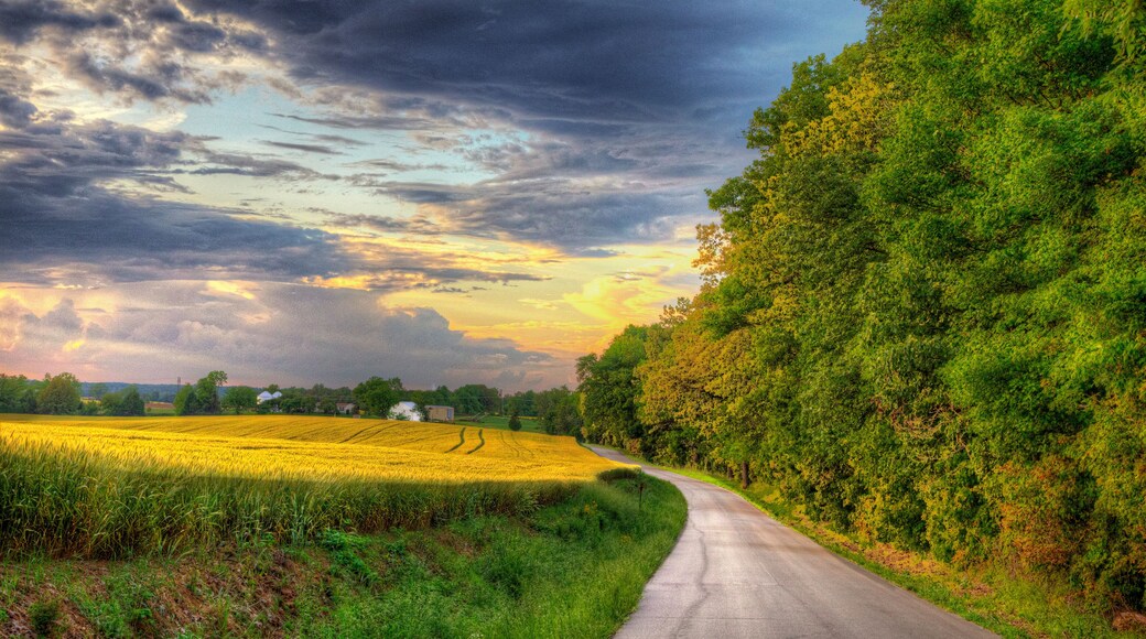 Yellow Wheat Field ready for harvesting