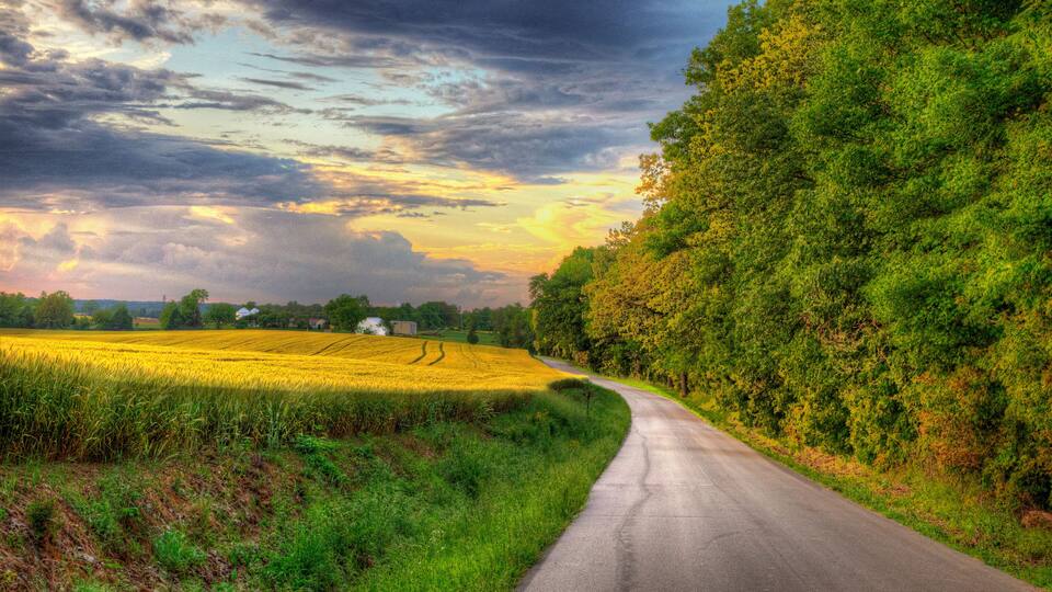Yellow Wheat Field ready for harvesting