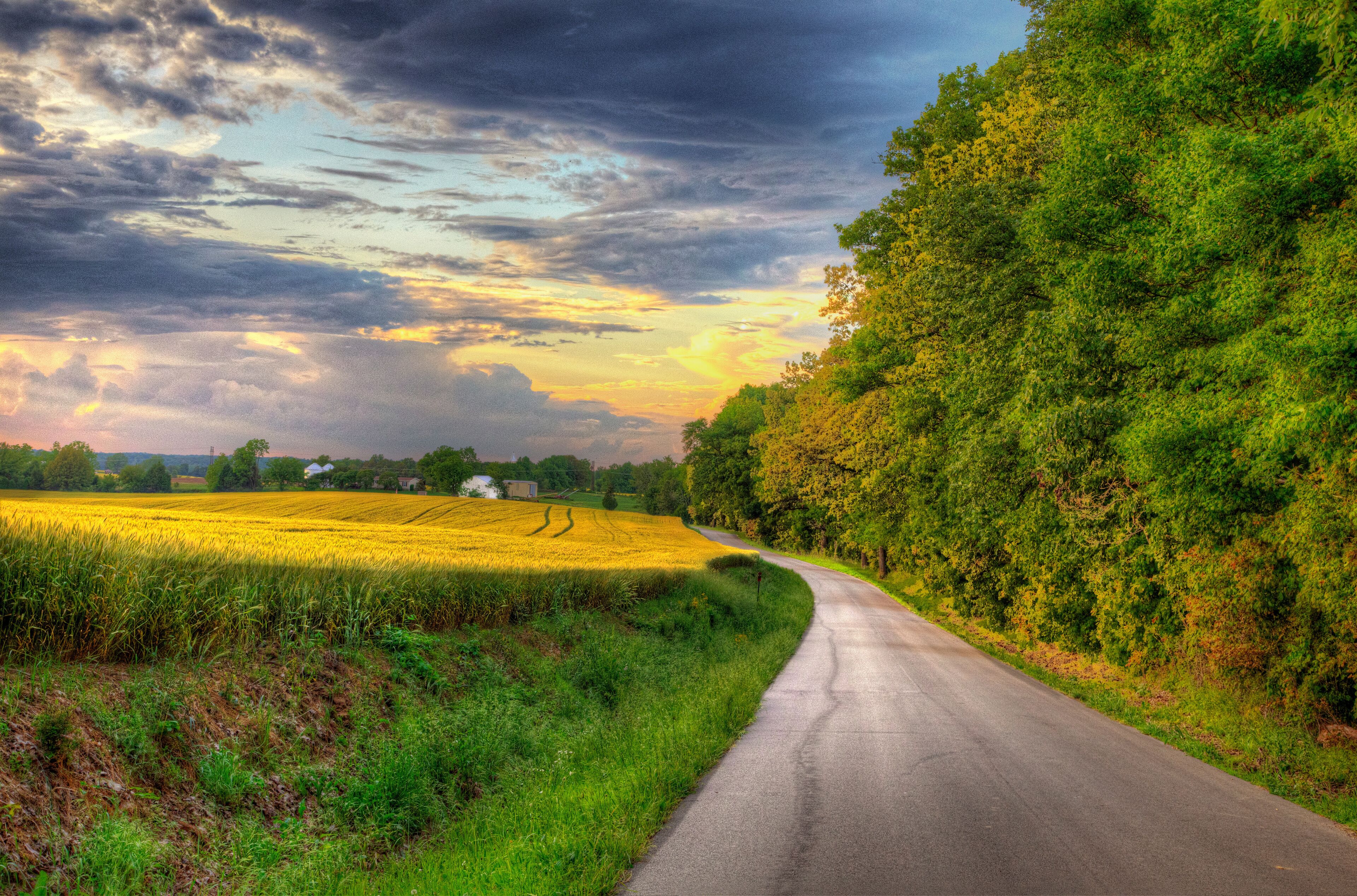 A rural road curving through a field of yellow crops, with a forested hill on the right and a cloudy sky above.