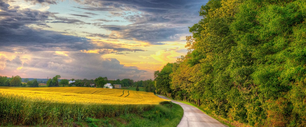 A rural road curving through a field of yellow crops, with a forested hill on the right and a cloudy sky above.