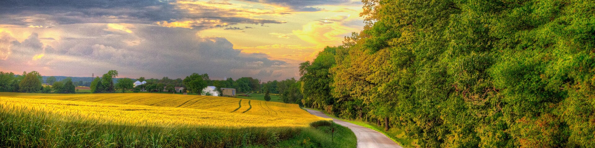 A rural road curving through a field of yellow crops, with a forested hill on the right and a cloudy sky above.