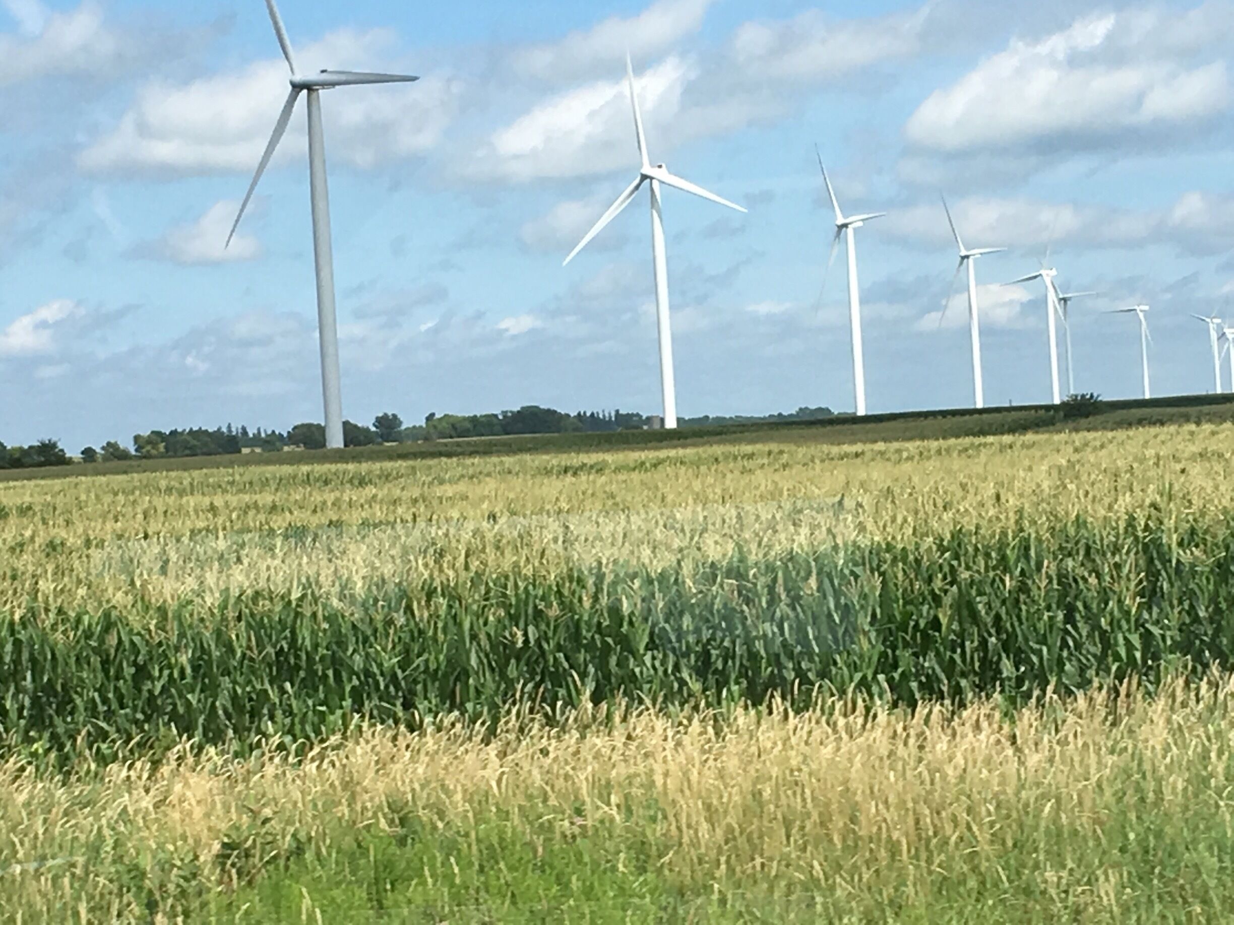 A field with wind turbines in the background.