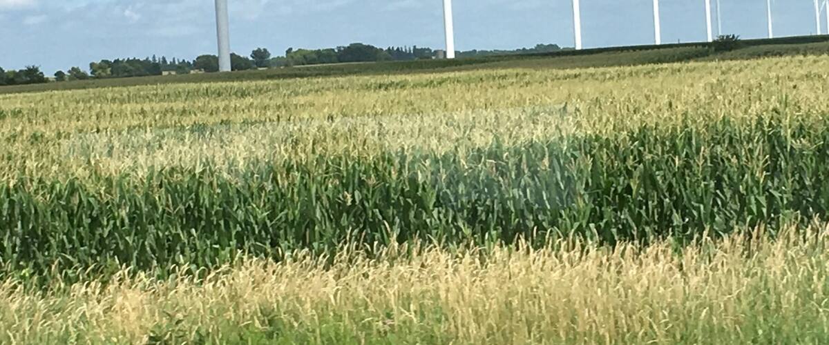 A field with wind turbines in the background.