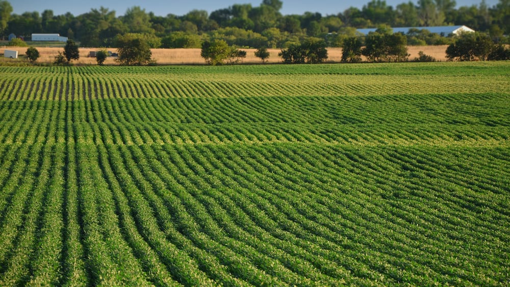 A vast agricultural field with rows of crops under a clear sky.