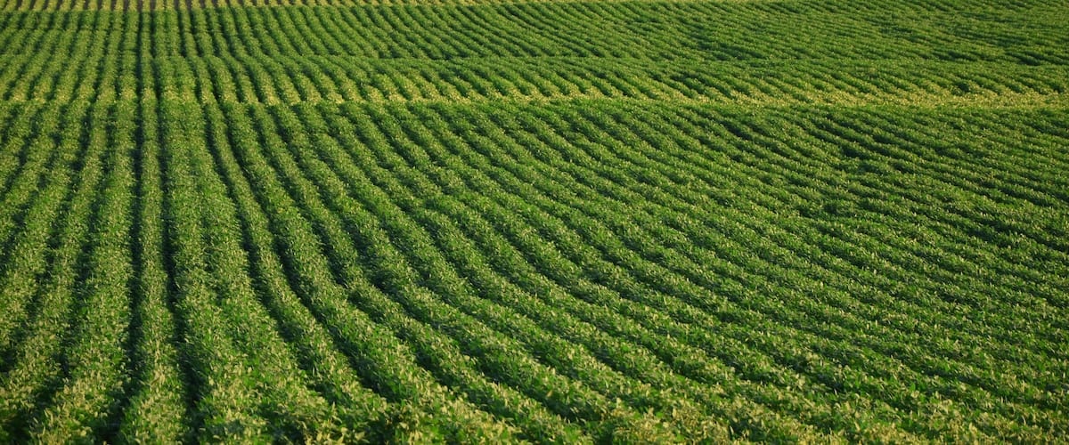 A vast agricultural field with rows of crops under a clear sky.