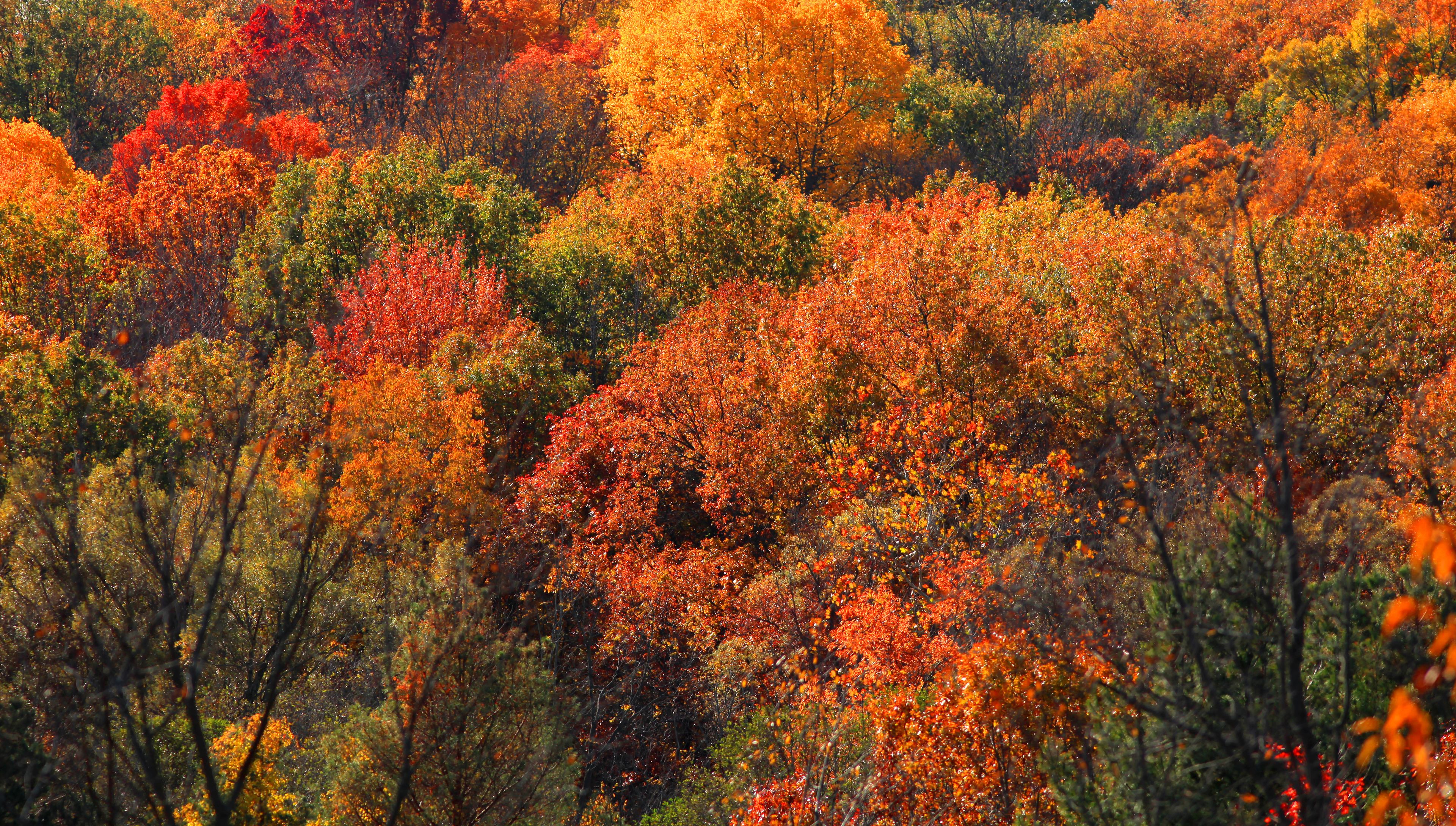 Ein dichter Wald mit Herbstlaub in Rot-, Orange- und Gelbtönen.