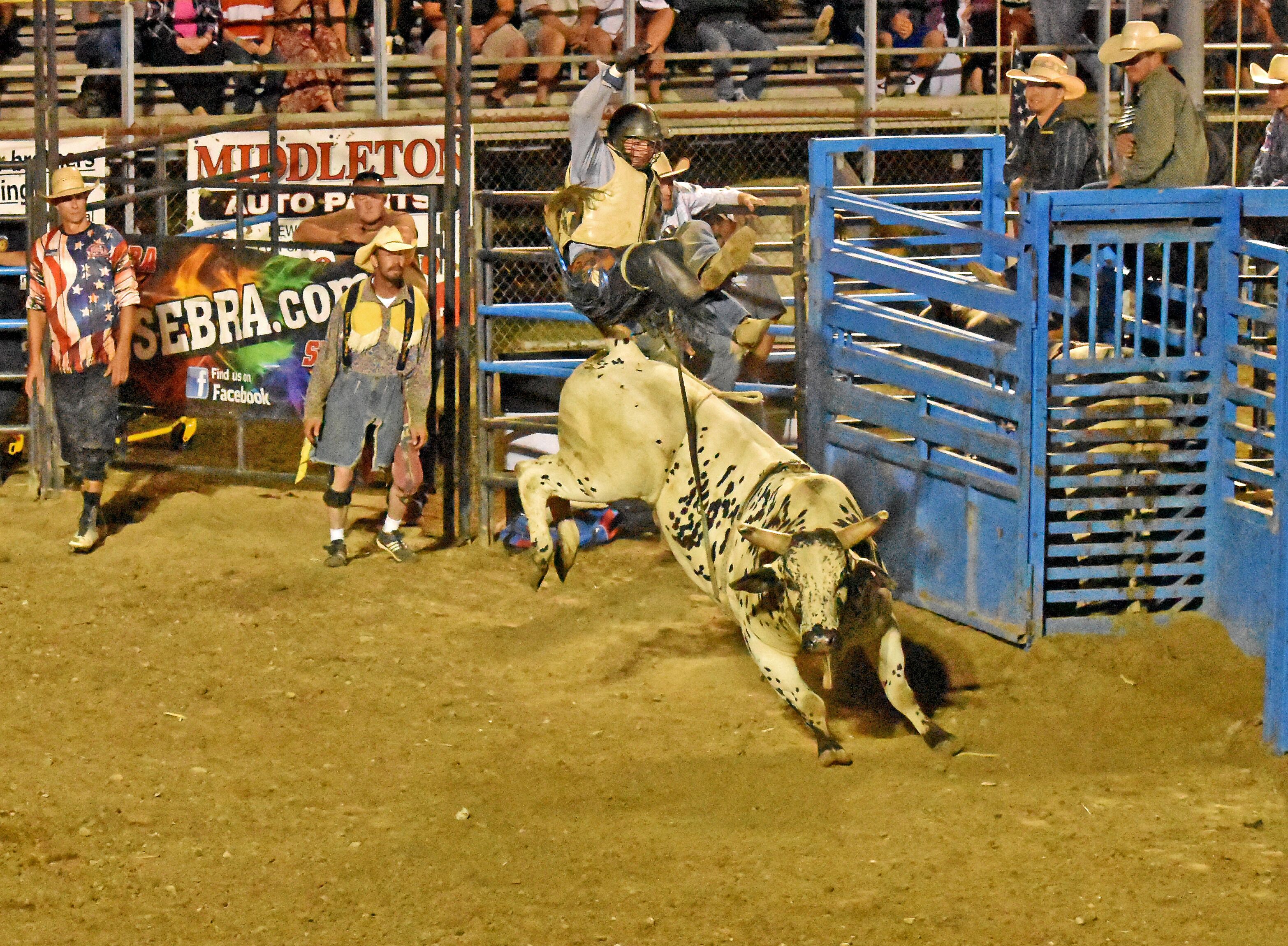 Evento de rodeo con un jinete de toro en el aire, una vaca en el suelo y espectadores al fondo.