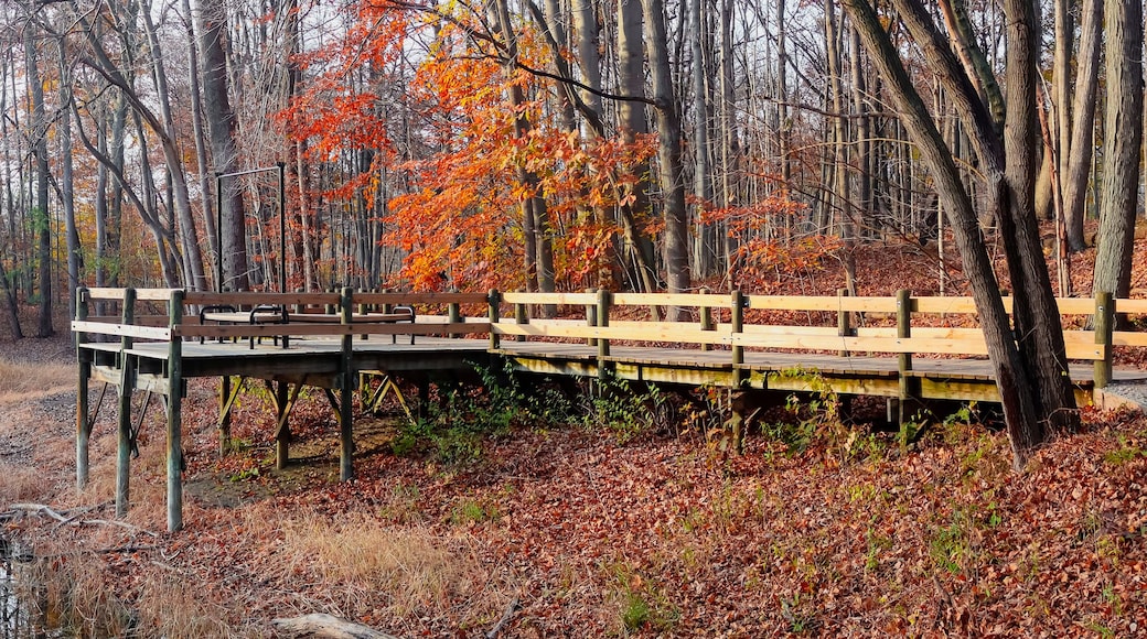 Eine Holzstege, der sich über ruhiges Wasser erstreckt, umgeben von Bäumen mit Herbstlaub.