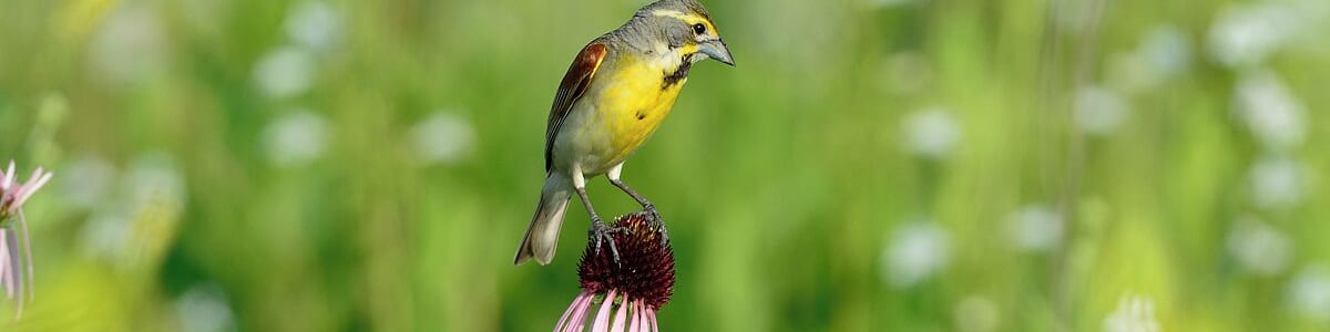 One last shot of this beautiful grassland bird. I never get tired of watching them and listening to their distinct song.