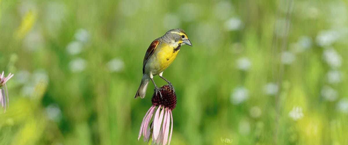 One last shot of this beautiful grassland bird. I never get tired of watching them and listening to their distinct song.