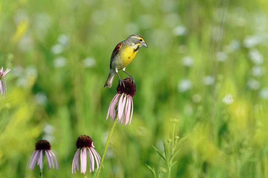 One last shot of this beautiful grassland bird. I never get tired of watching them and listening to their distinct song.