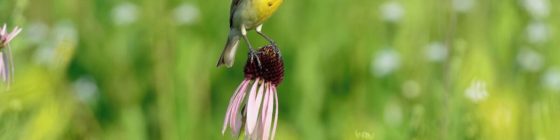 One last shot of this beautiful grassland bird. I never get tired of watching them and listening to their distinct song.