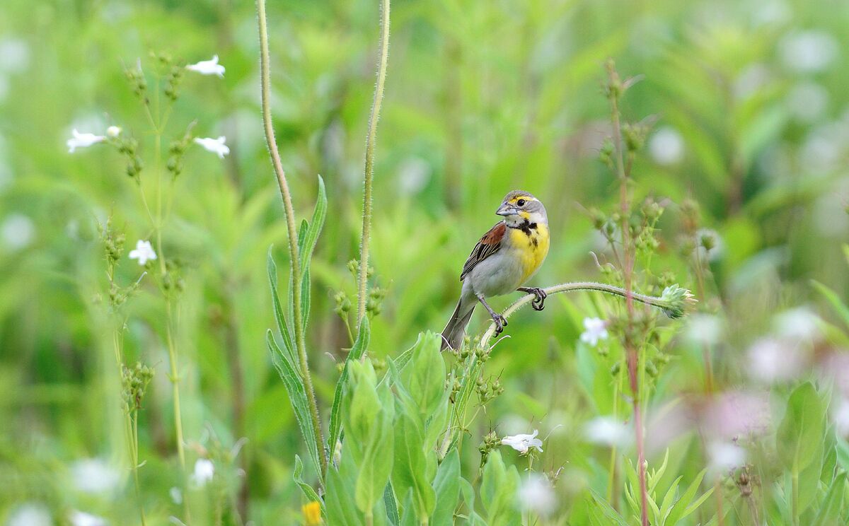 Another beautiful Dickissel across the street from Hanley Savannah. This is one of my favorite places.