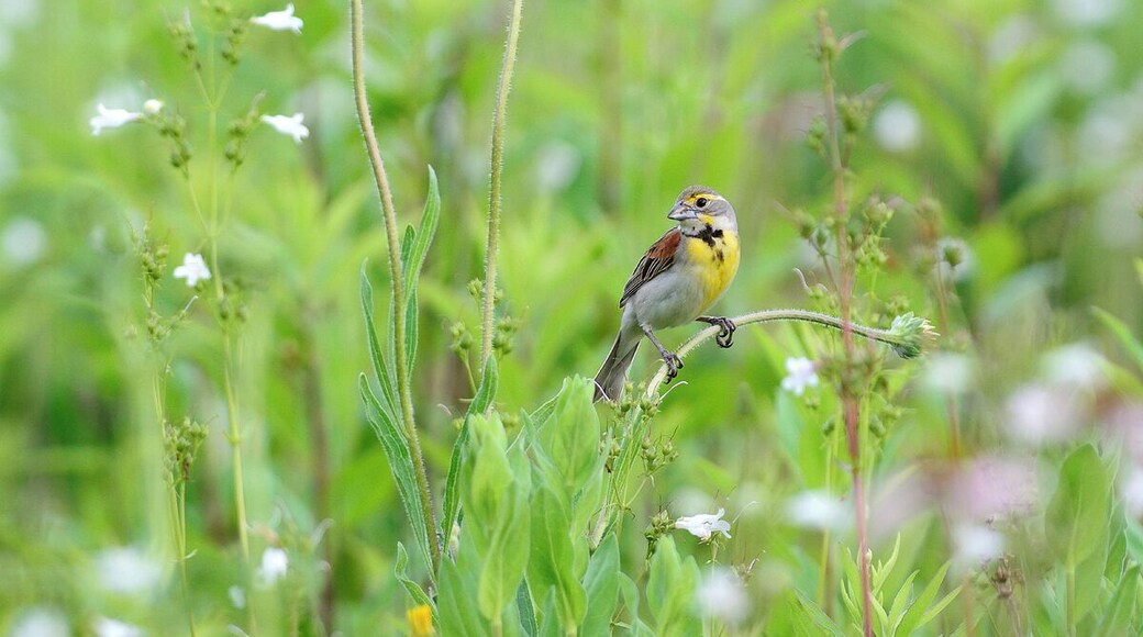 Another beautiful Dickissel across the street from Hanley Savannah. This is one of my favorite places.
