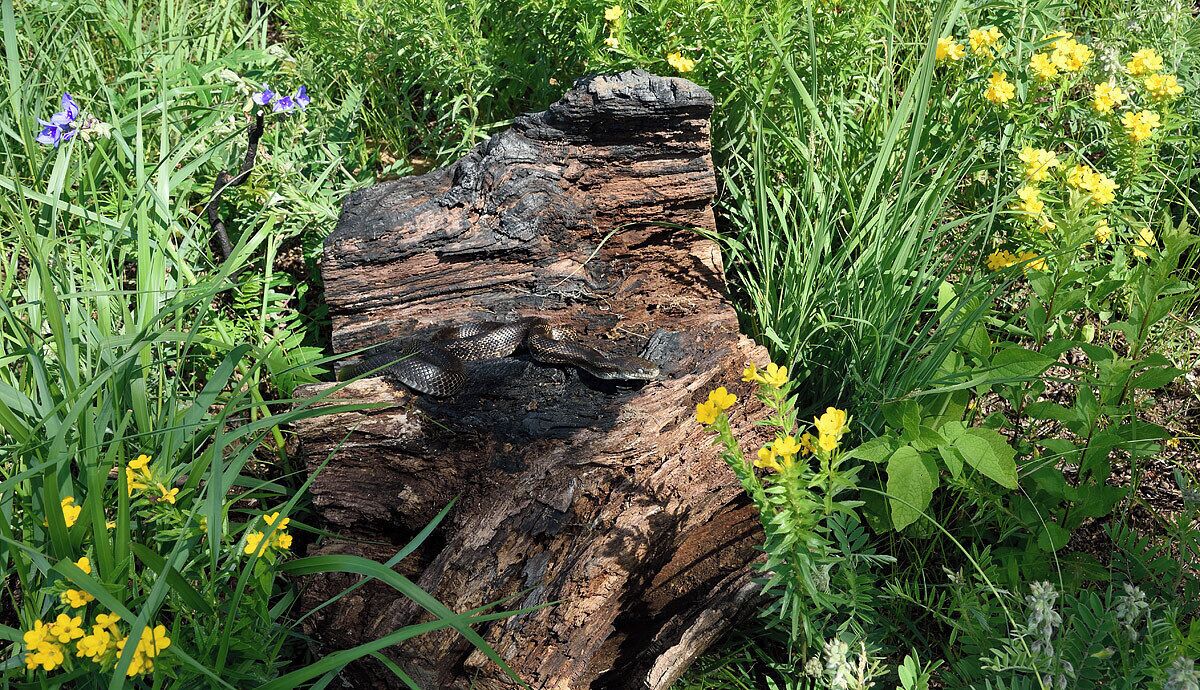 I found this large black rat snake sunning on a rock in the hill prairie so I placed it on a tree stump for a few photos. These are very gentle mild mannered snakes that grow to lengths of 6 feet or more. 