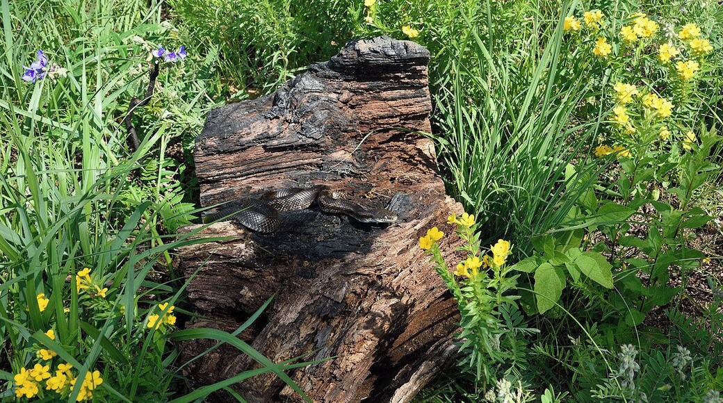 I found this large black rat snake sunning on a rock in the hill prairie so I placed it on a tree stump for a few photos. These are very gentle mild mannered snakes that grow to lengths of 6 feet or more.